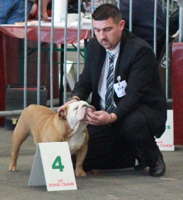 Strawberry Bull's - Spéciale Bordeaux CACS CACIB juge MMe Flamme Sylvie