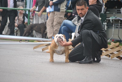 Strawberry Bull's - CACS CACIB Koper I (Slovénie) 13 octobre 2012