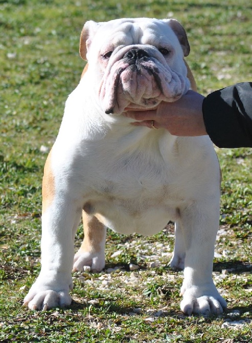 Strawberry Bull's - Alès le 29 mars 2015 juge Mr Garnero