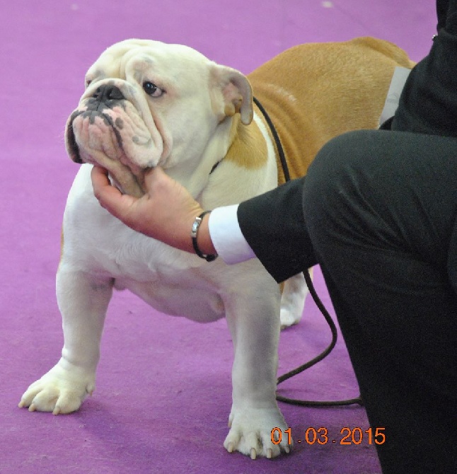 Strawberry Bull's - CACS CACIB Valence 01.03.2015 juge Mme Lafay