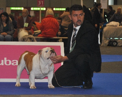 Strawberry Bull's - Genève CACS CACIB le 16 novembre 2013 juge Mr Thevenon