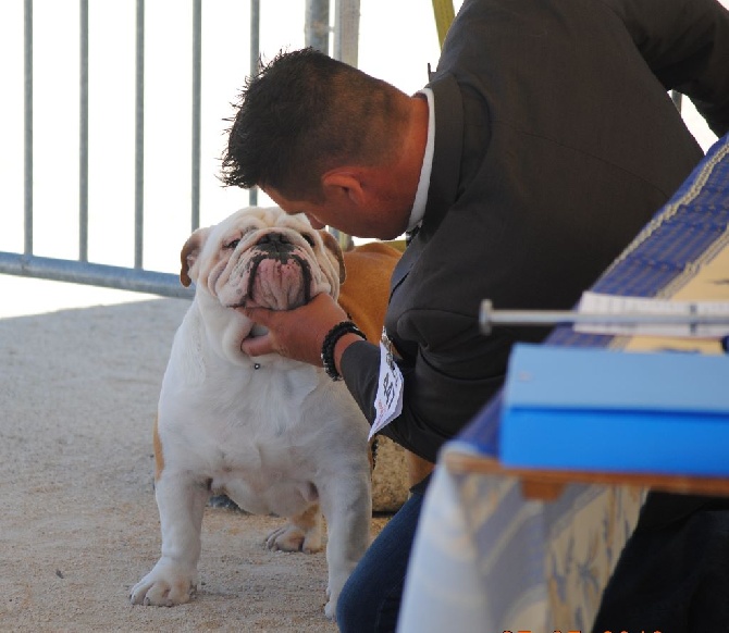 Strawberry Bull's - CACS CACIB Martigues le 05 mai 2016 juge  Mme Seltz Halter Jeannette