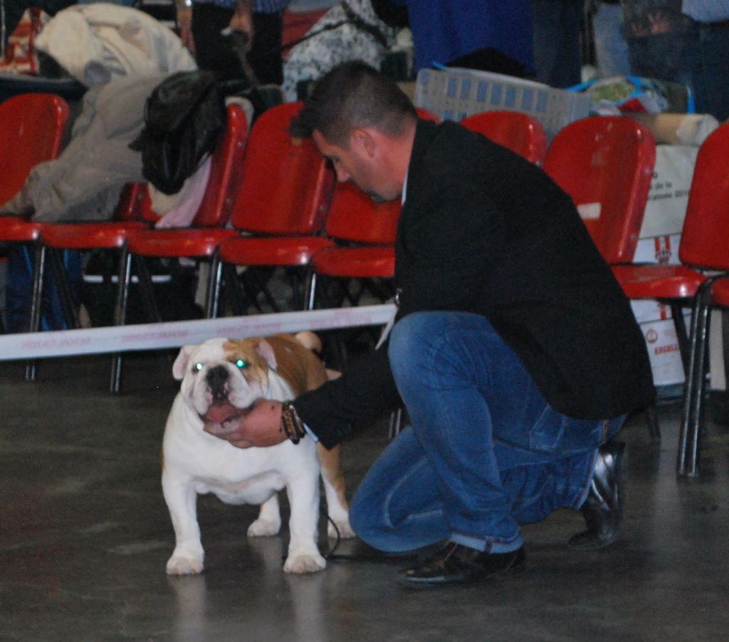 Strawberry Bull's - Spéciale Bulldog Anglais 25 novembre 2017 juge Mme Flamme Sylvie