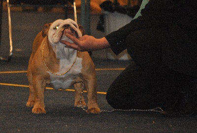 Strawberry Bull's - Fribourg 16 février 2013 juge Mme Clerc