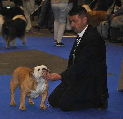 Strawberry Bull's - Genève CACS CACIB le 16 novembre 2013 juge Mr Thevenon