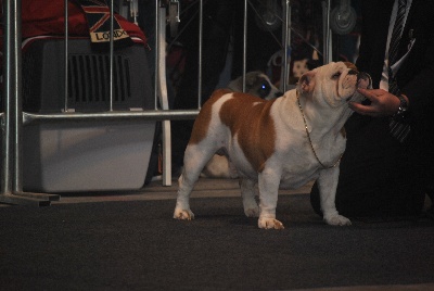 Strawberry Bull's - Martorell (Espagne) 13 janvier 2013 juge Mr Luigi Corna (I)