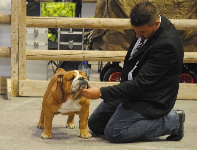 Strawberry Bull's - CACS Spéciale Bulldog anglais le 25.09.2016 juge Mr Pécoult Alain