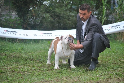 Strawberry Bull's - CACS CACIB Trieste (Italie) 12 octobre 2012 juge Mr Sinko Stefan