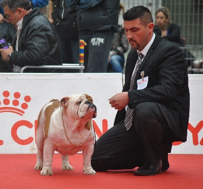 Strawberry Bull's - CACS-CACIB San rémo (Italie) juge Orietta Zilli