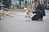  - CACS CACIB Koper I (Slovénie) 13 octobre 2012 juge Jelka Simcic