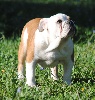  - Spéciale Bulldog Anglais le 08.11.2015 juge Mme Desserne Sylvie