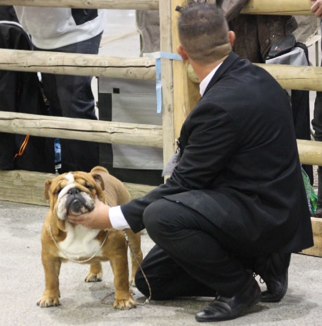 Strawberry Bull's - Spéciale bulldog anglais CACS juge Mme Julien