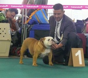 Strawberry Bull's - CACS CACIB Lausanne 21 octobre 2012 juge Mr J. SCHEPERS