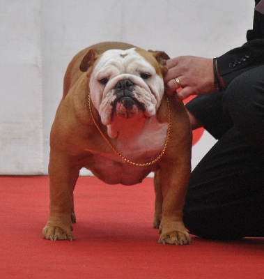 Strawberry Bull's - CACS-CACIB San rémo (Italie) juge Orietta Zilli