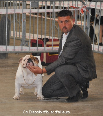 Strawberry Bull's - CACS CACIB Béziers le 16 juin 2013 juge Mr Giannone