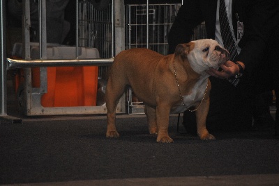 Strawberry Bull's - Martorell (Espagne) 13 janvier 2013 juge Mr Luigi Corna (I)