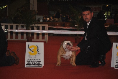 Strawberry Bull's - Spécial bulldog anglais à Perpignan le 27 janvier 2013 Mr Barenne 