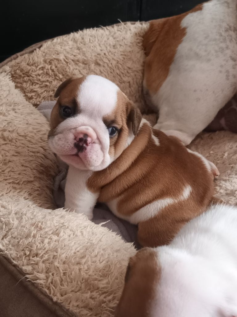 Strawberry Bull's - Chiots disponibles - Bulldog Anglais
