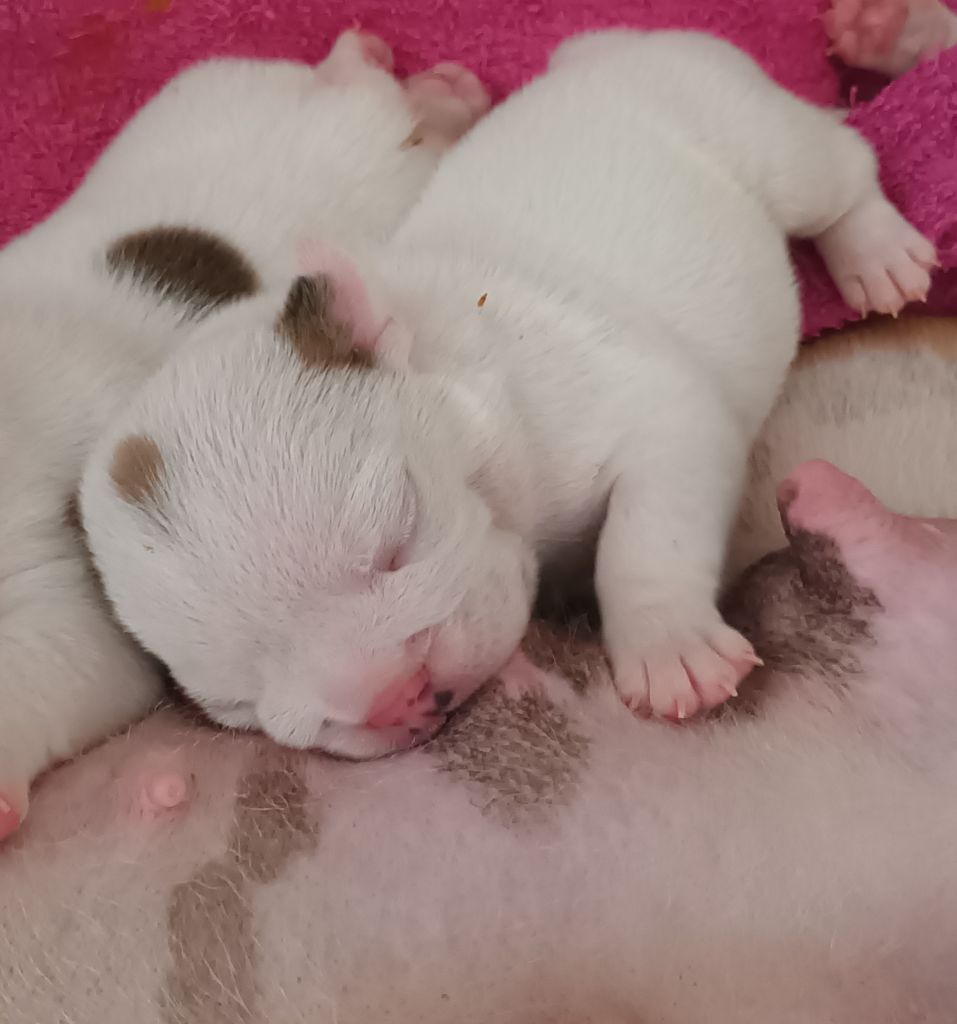 Strawberry Bull's - Chiots disponibles - Bulldog Anglais