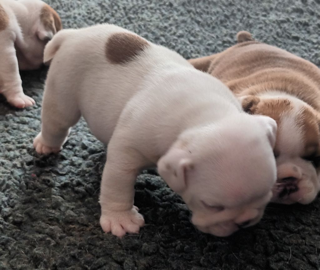 Strawberry Bull's - Chiots disponibles - Bulldog Anglais