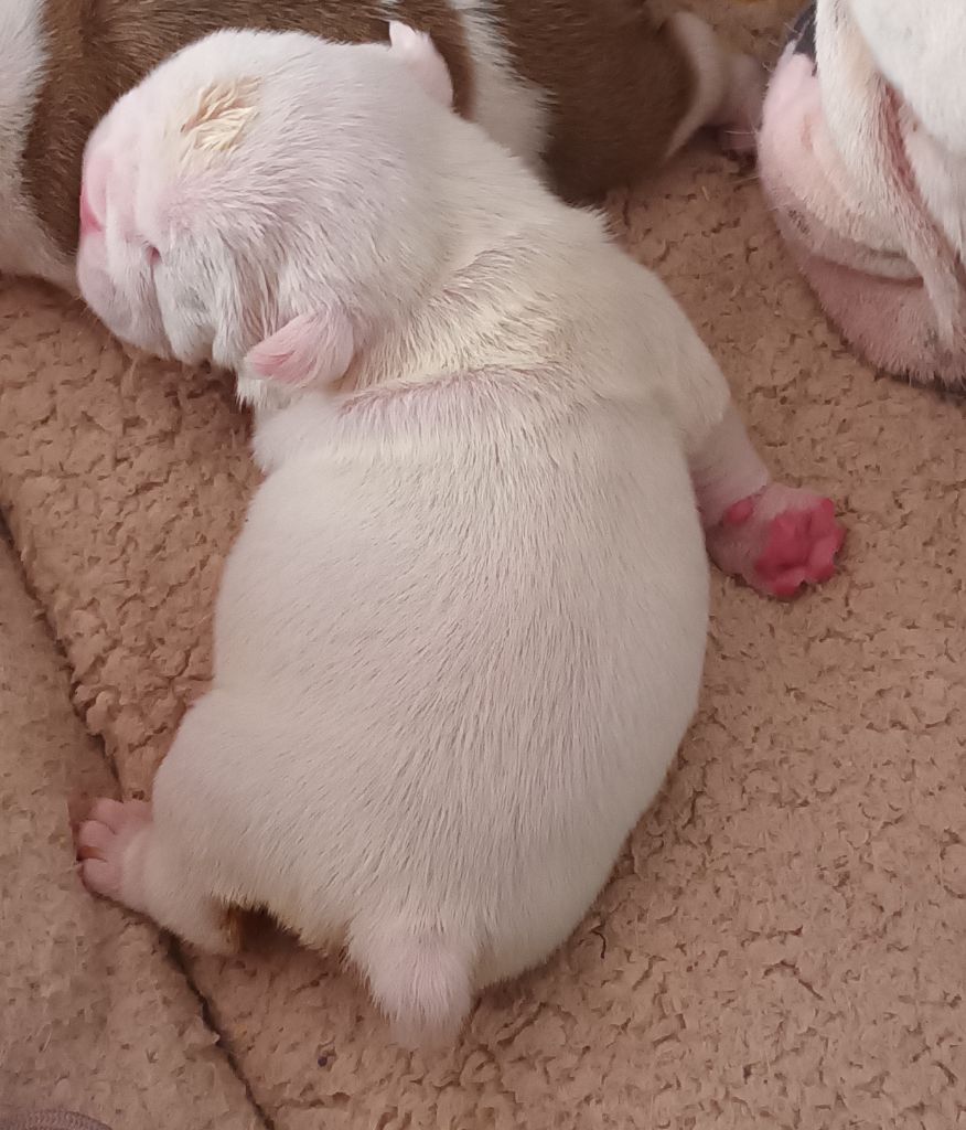 Strawberry Bull's - Chiots disponibles - Bulldog Anglais
