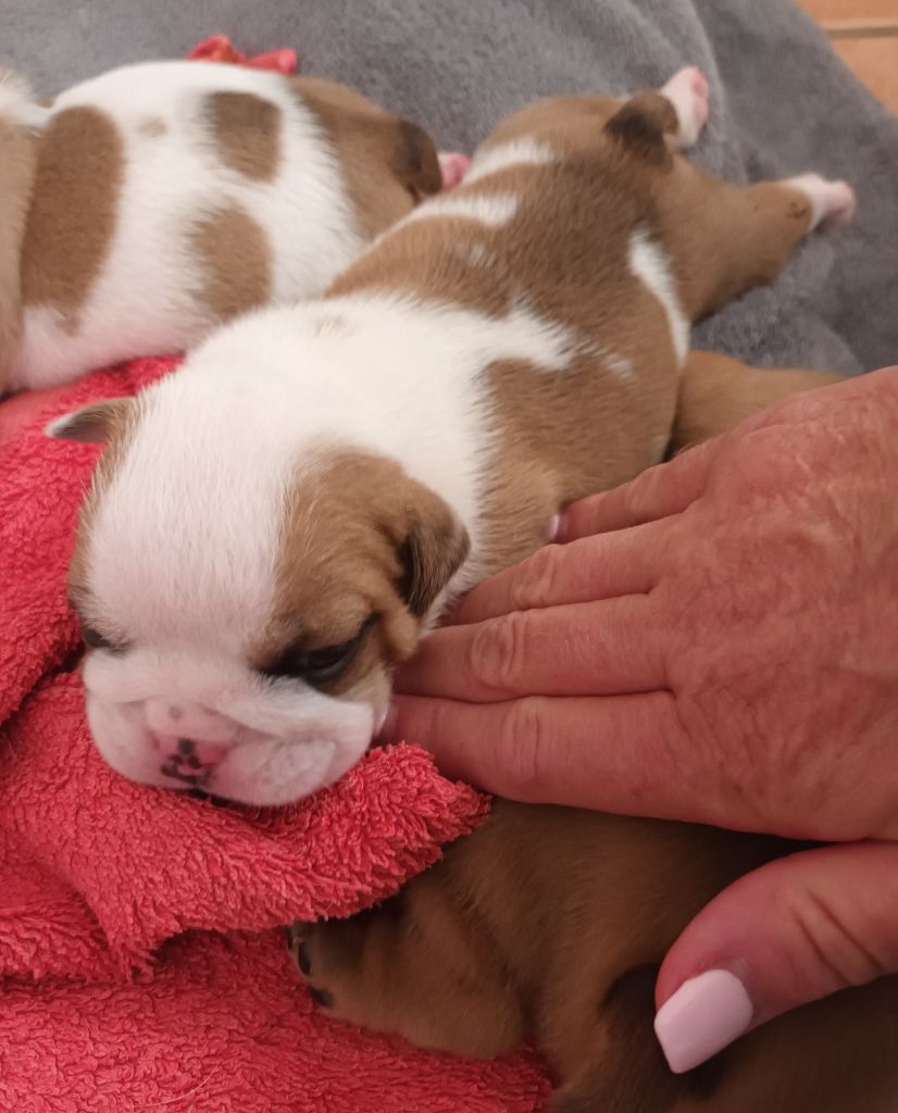 Strawberry Bull's - Chiots disponibles - Bulldog Anglais