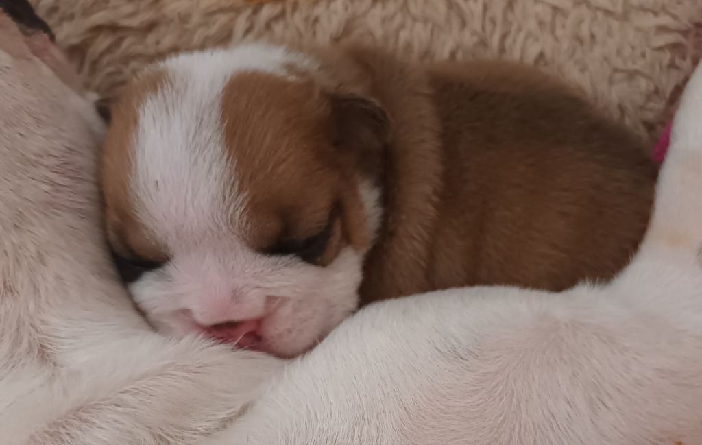 Strawberry Bull's - Chiots disponibles - Bulldog Anglais