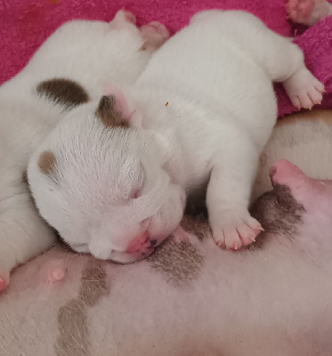CHIOT 3