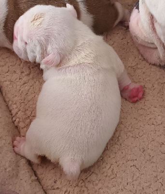 CHIOT 2