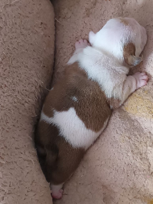 CHIOT 1