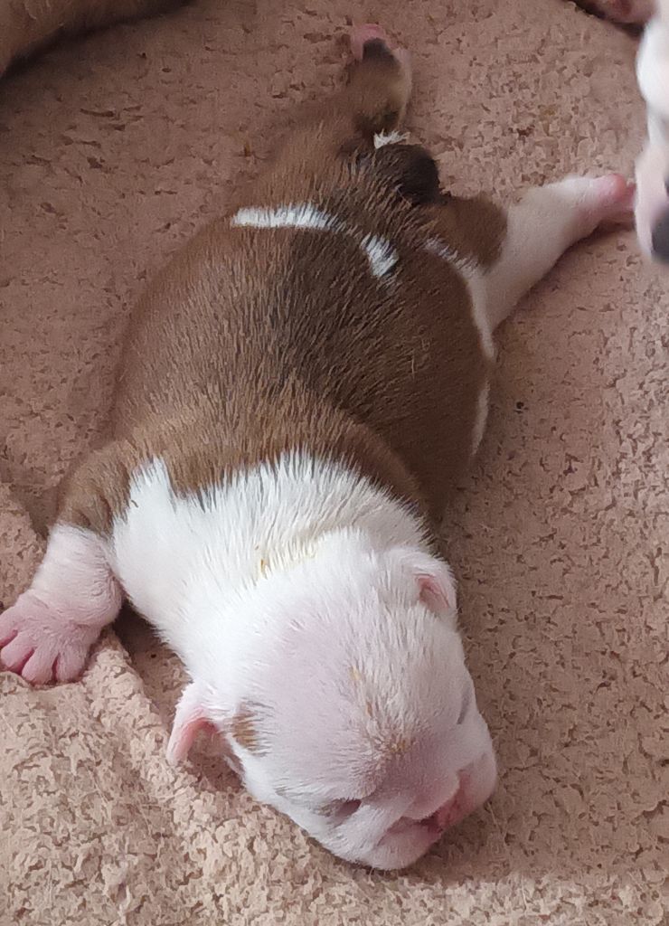 Strawberry Bull's - Chiots disponibles - Bulldog Anglais