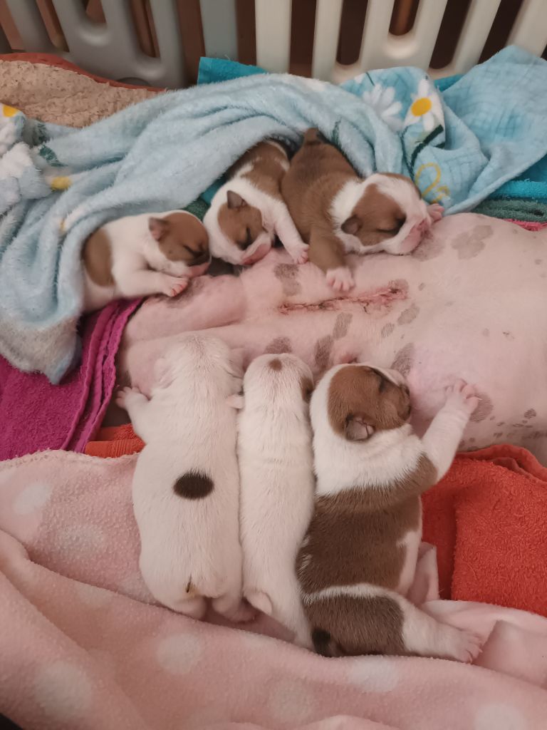 Chiot Bulldog Anglais Strawberry Bull's